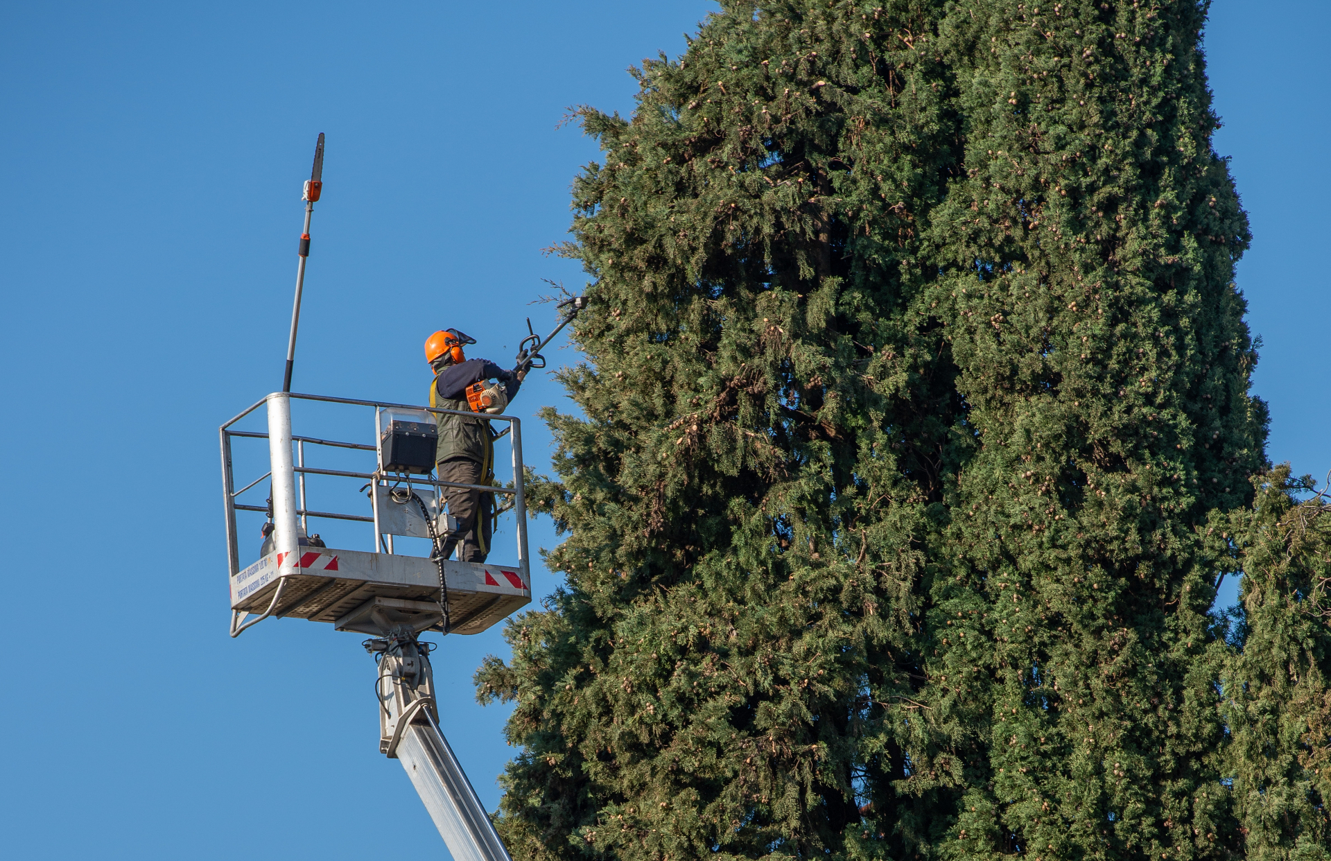 Bucket-truck pruning of a mature cypress — Cedar