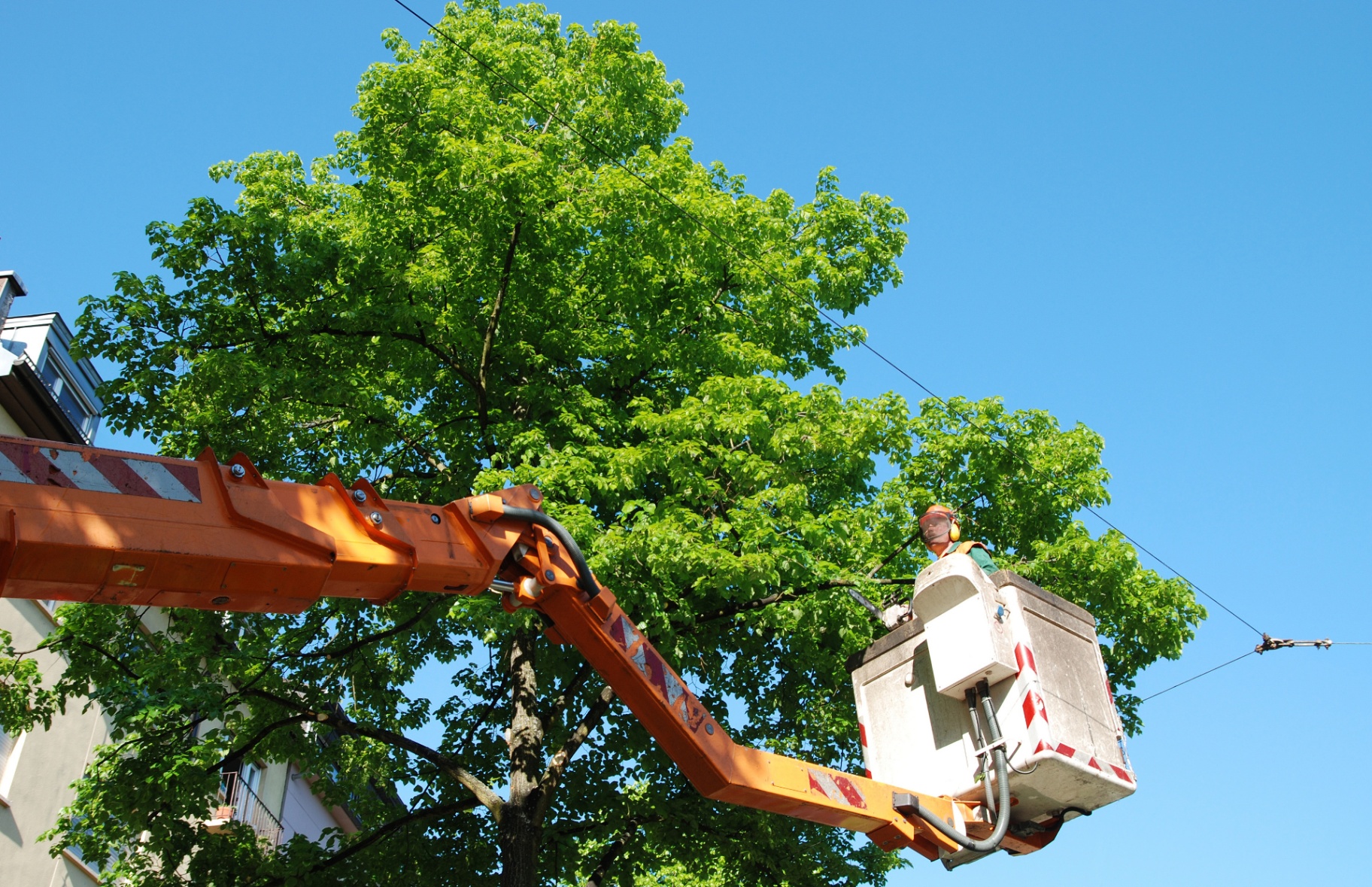 Tree Removal in Nanaimo, BC