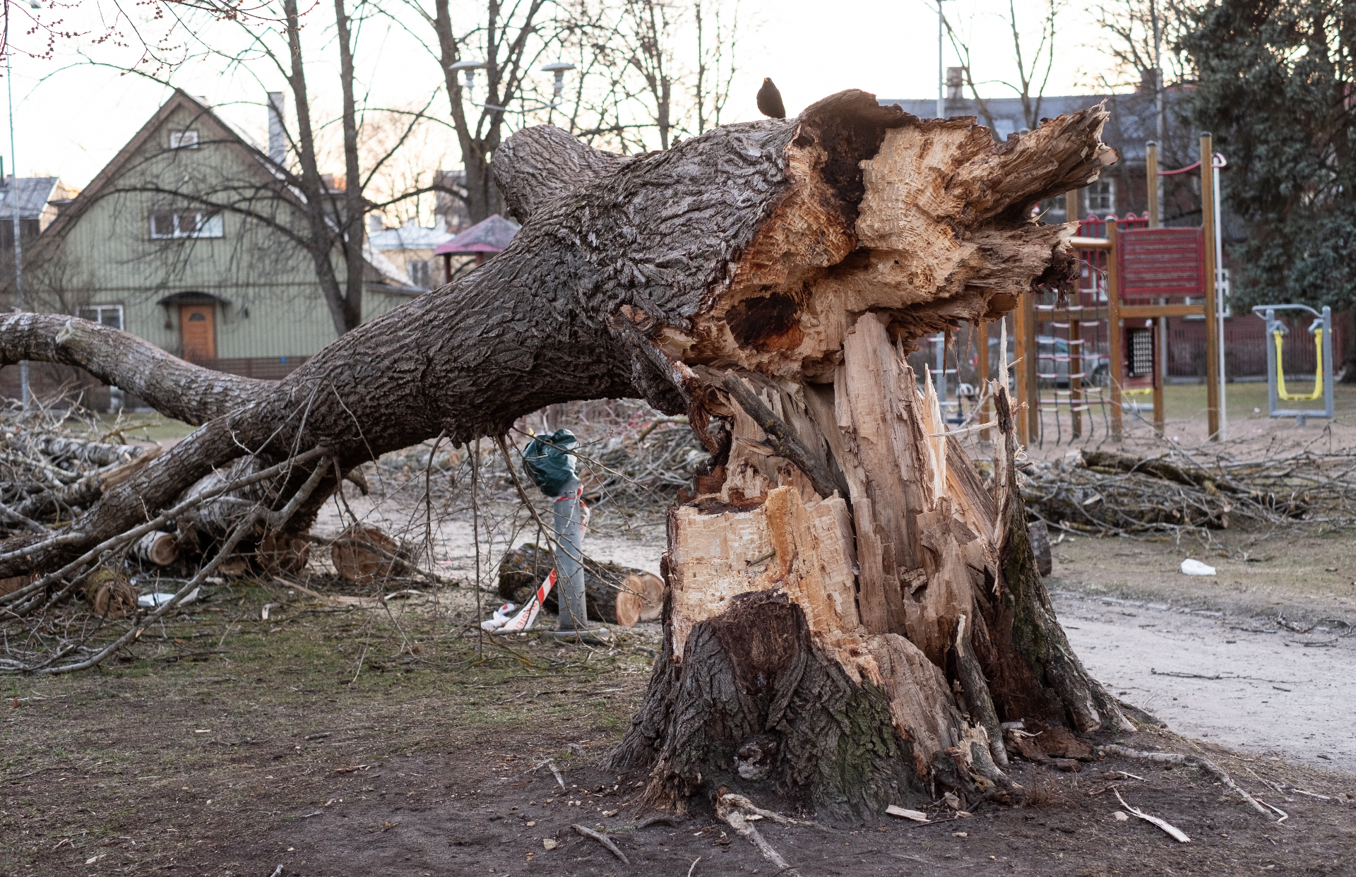 Emergency storm-damaged tree removal — Lantzville